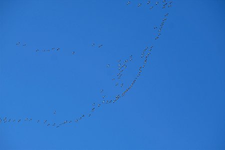 Yolo Bypass Wildlife Area - Snow Geese photo