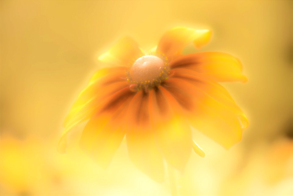 Stanley Park Flower edits from Vancouver Canada