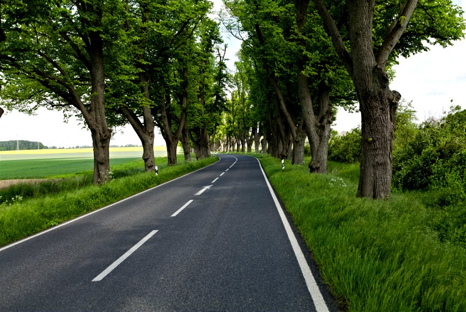 Allee NP Uckermärkische Seen 18