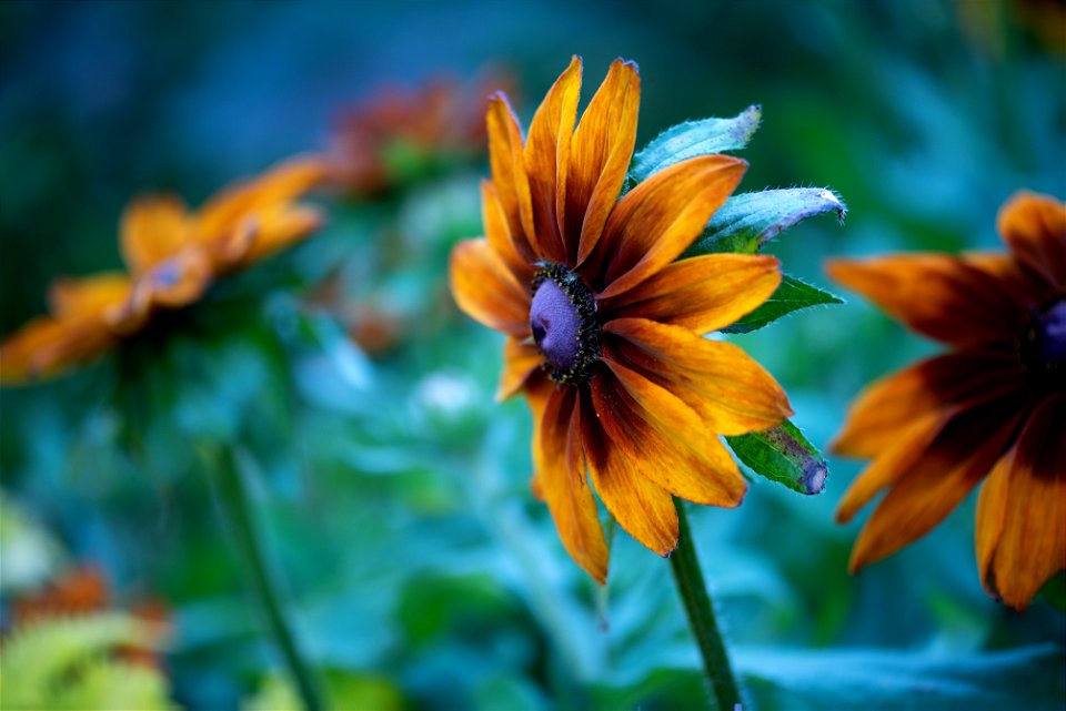 Stanley Park Flower edits from Vancouver Canada