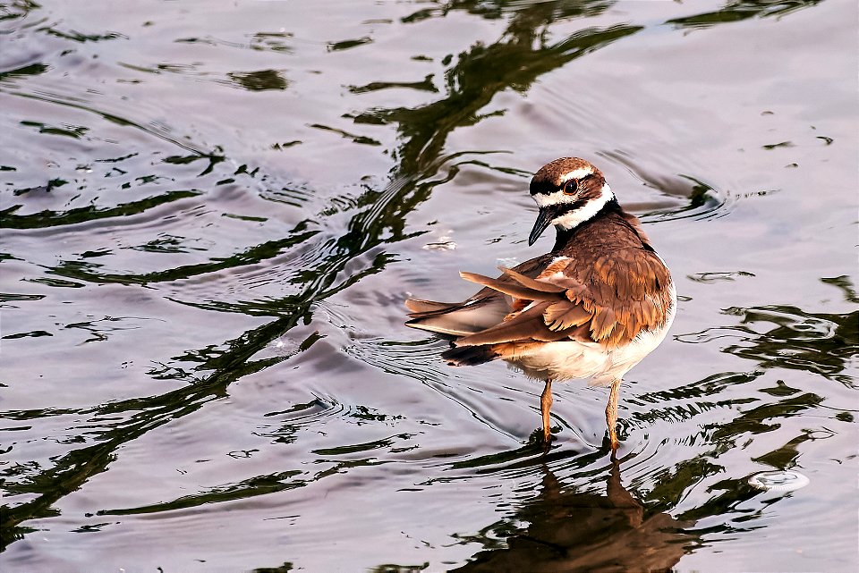 blue steel killdeer