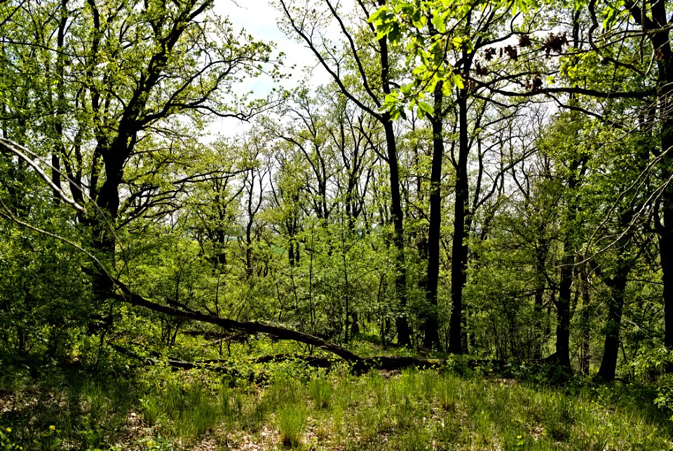 Großmachnower Weinberg 01