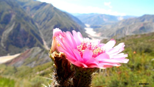 cactus flower, North Potosi, Bolivia