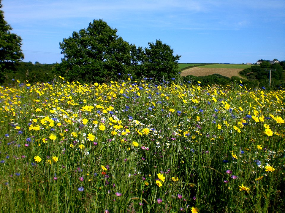 Manaccan, Cornwall