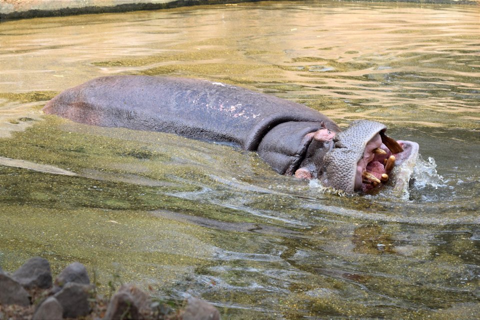 Hippopotamus amphibius