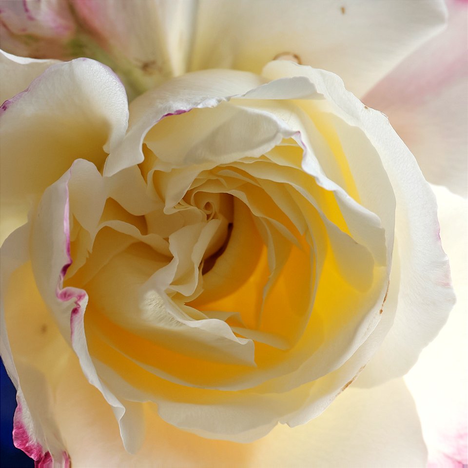 Inside a rose, macro, still testing and learning .