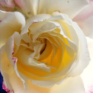 Inside a rose, macro, still testing and learning .