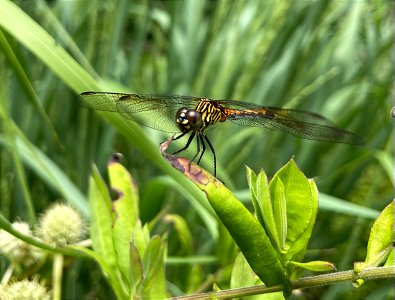 Seaside Dragonlet
