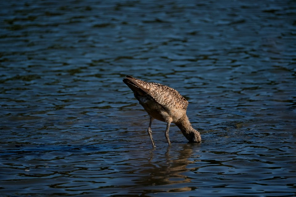 Long Billed Curlew, Corte Madera, CA photo