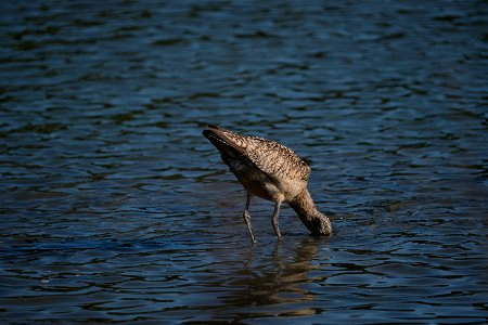 Long Billed Curlew, Corte Madera, CA photo