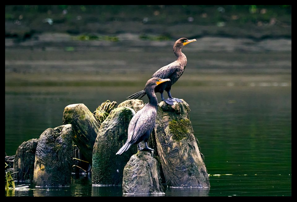 double crested cormorants