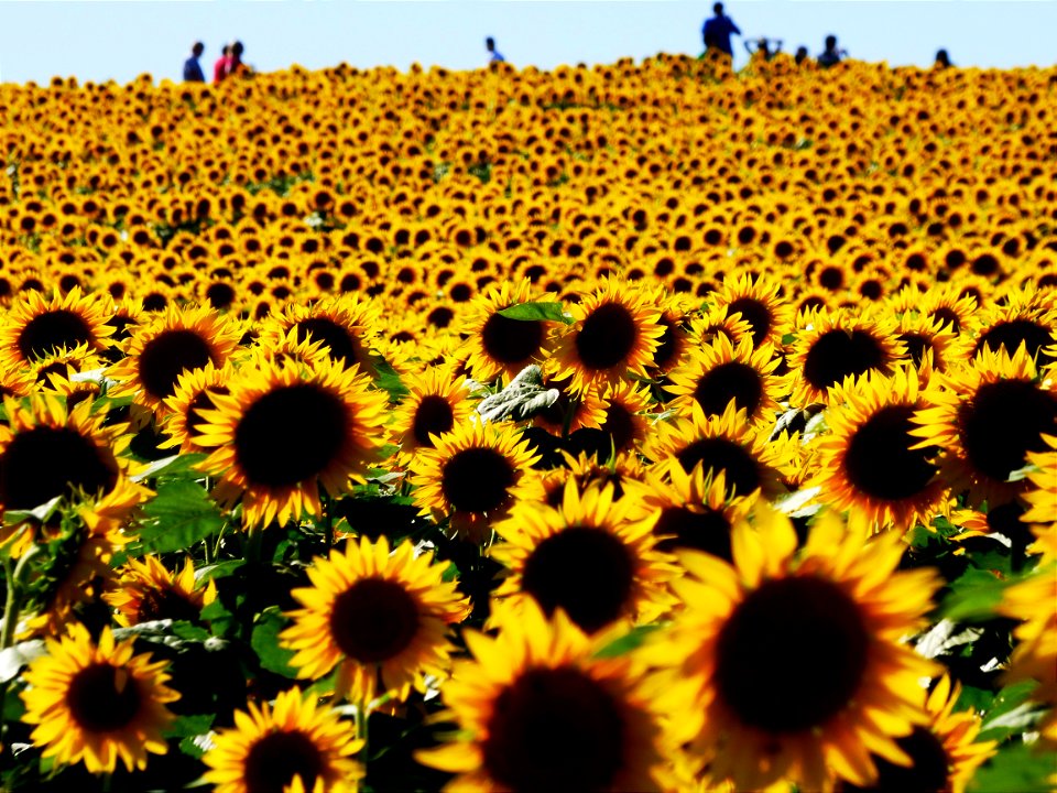 People frolicking in a FULL BLOOM SUNFLOWER Field