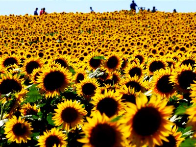 People frolicking in a FULL BLOOM SUNFLOWER Field photo