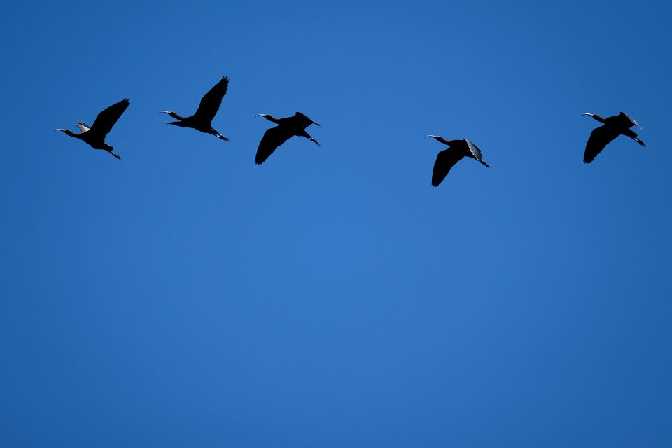 Ibis Yolo Bypass Wildlife Area