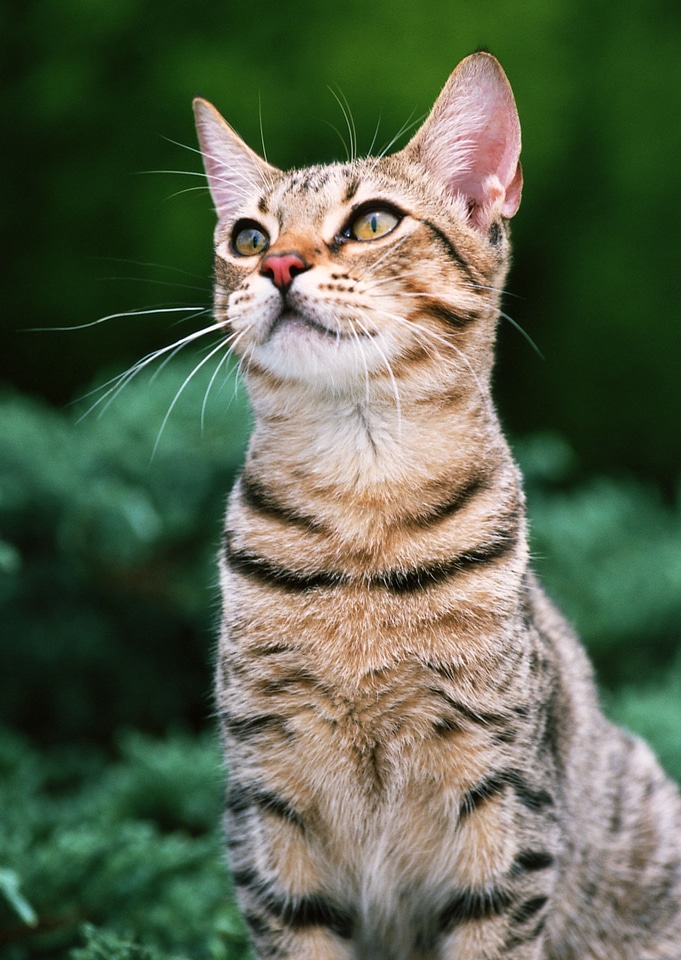 Cat in the forest