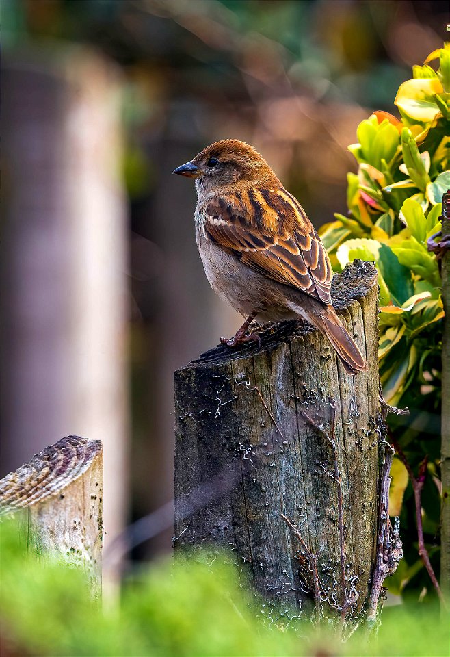 Bird on a post