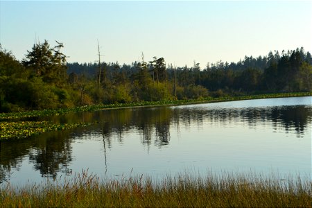 Lush Lake