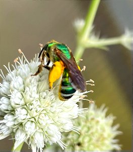 Metallic Sweat Bee on Eryngium yuccifolium