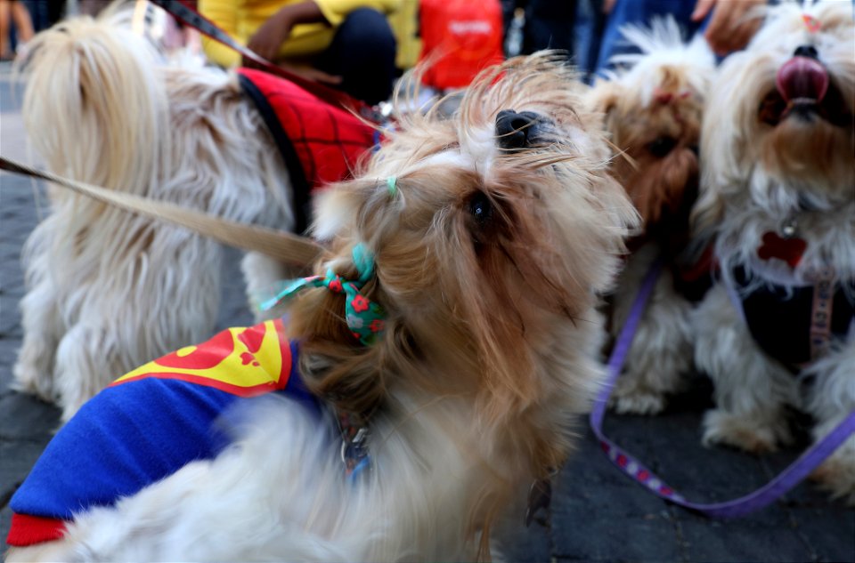 Super Dog