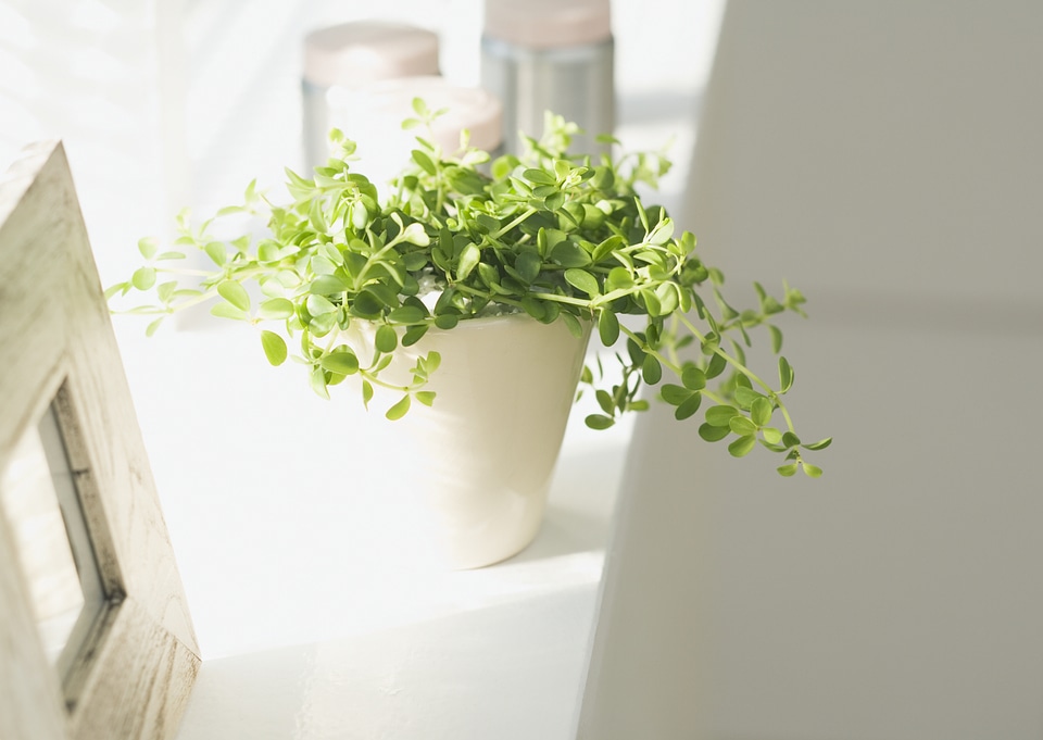 The houseplant which I put by the window