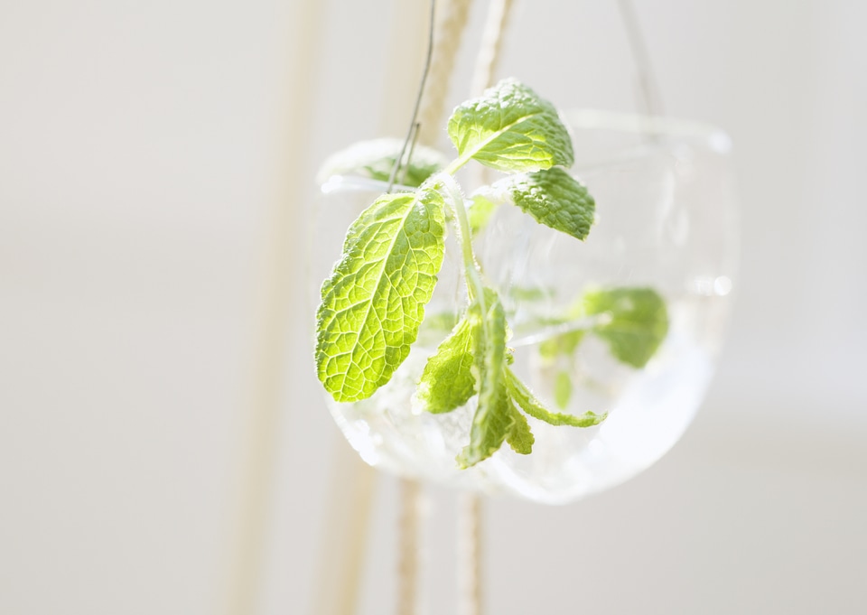 Cups with fresh mint photo