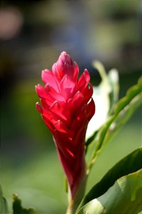Rojo