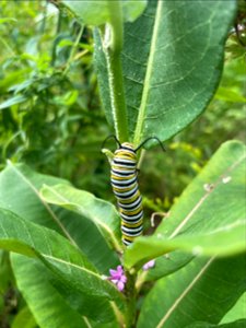 Monarch caterpillar on Common Milkweed (Asclepias syriaca)