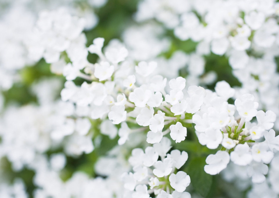 White flowers background