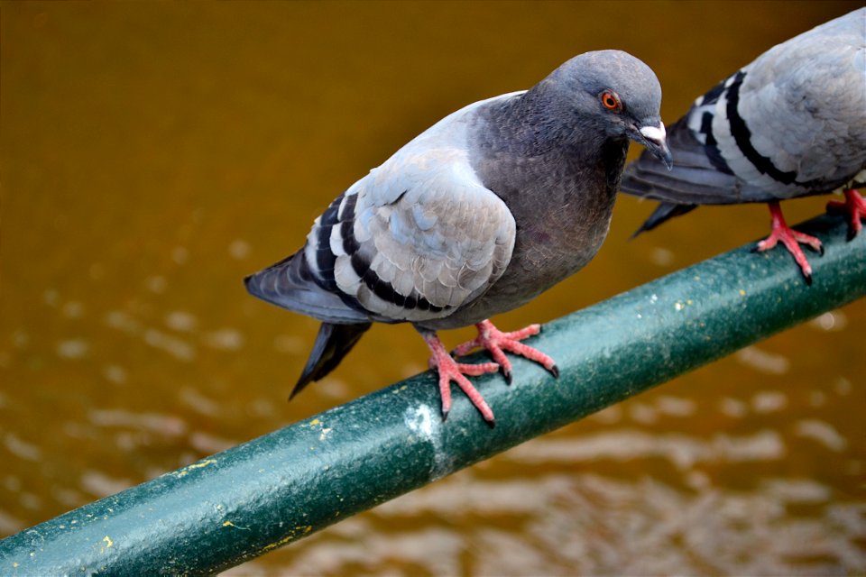 Pigeon In Karlovy Vary