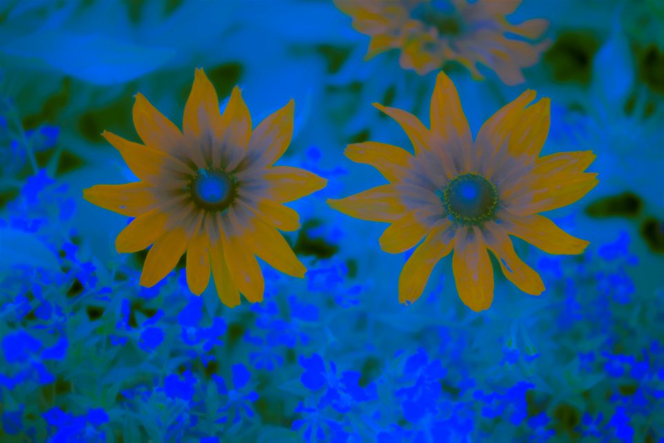 Stanley Park Flower edits from Vancouver Canada