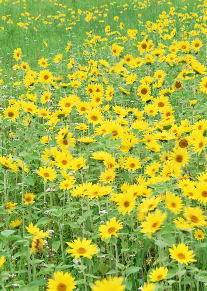 Field of sunflowers