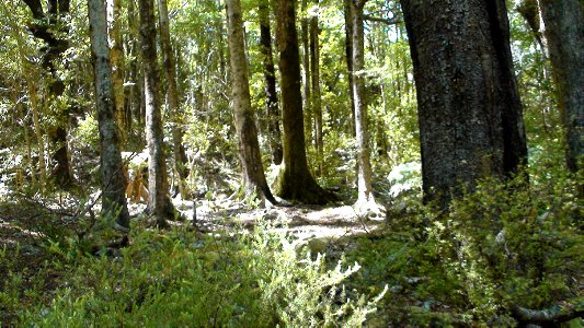 Beach forest