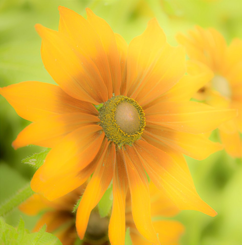 Stanley Park Flower edits from Vancouver Canada