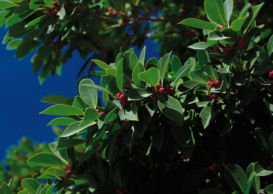 Fruit capsules of a Japanese Spindle