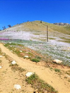 Kernville, CA Wildflowers