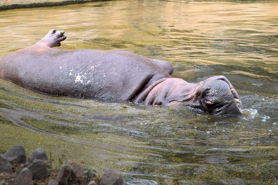 Hippopotamus amphibius