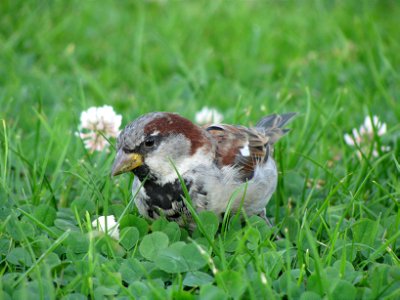 sparrow 5 photo