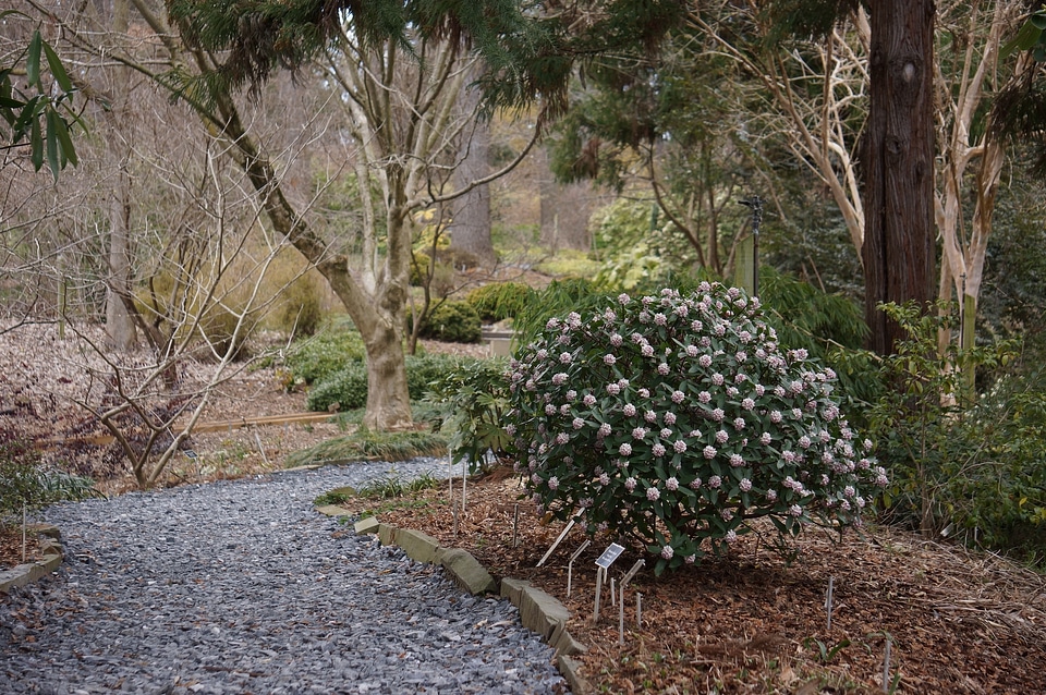 Tree and Flower - National Arboretum