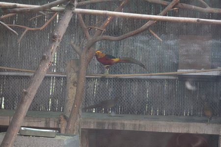 Chrysolophus pictus - Male
