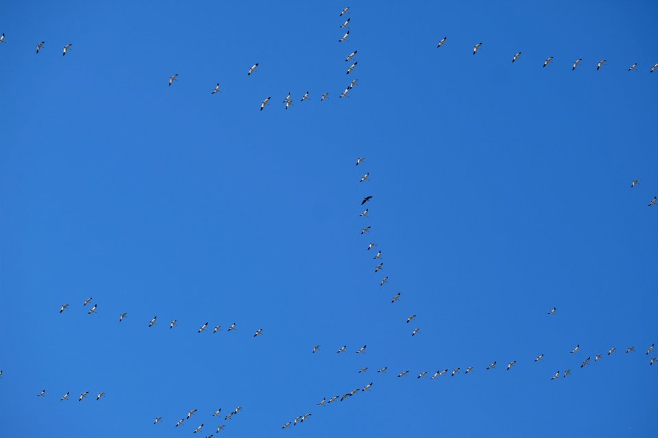 Yolo Bypass Wildlife Area - Snow Geese