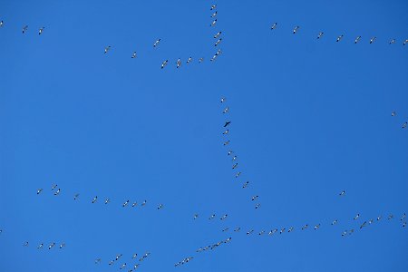 Yolo Bypass Wildlife Area - Snow Geese