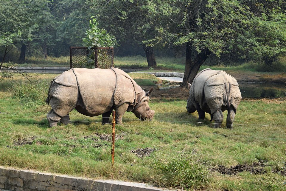 Rhinoceros unicornis