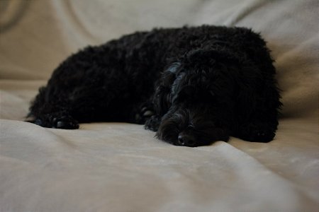 Resting black dog photo
