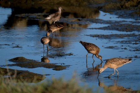 Curlews & marbled godwits, Corte Madera, California photo