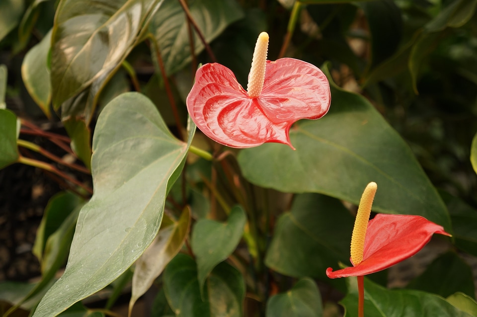 Red anthurium flower close up
