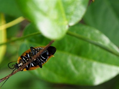 Austalian native cockroach photo