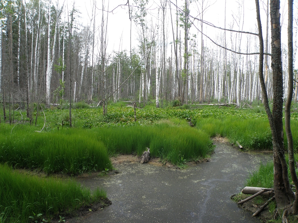 Headwater of River on the slope