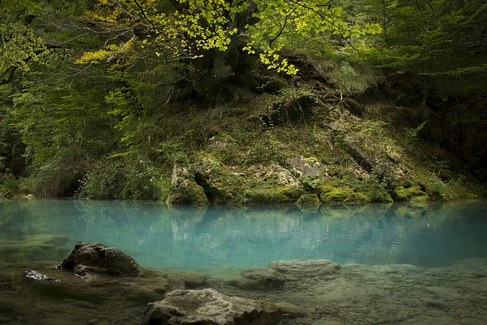 Old beech and river.Beautiful blue waters.