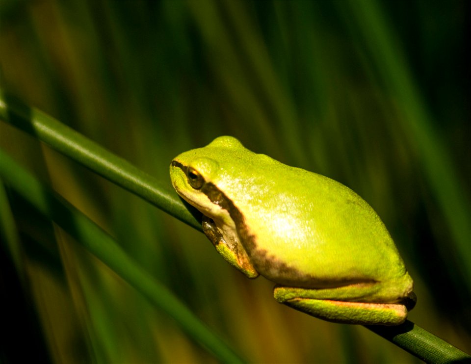 Rainette verte - Hyla arborea photo