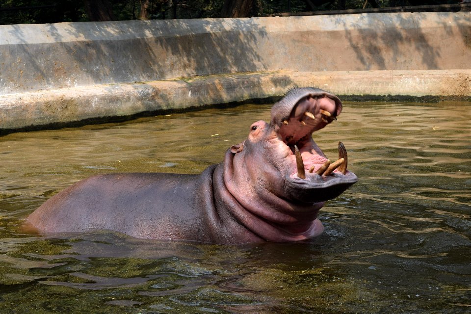 Hippopotamus amphibius